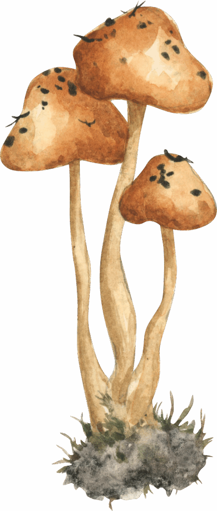 tall mushroom
