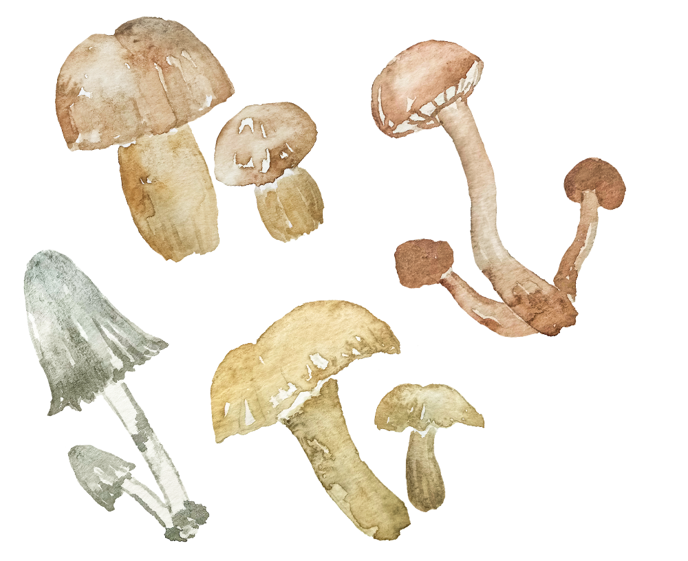 watercolor mushrooms collection
