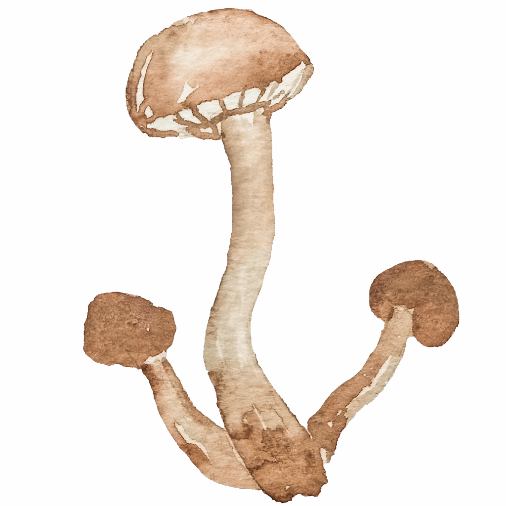 watercolor mushroom 05