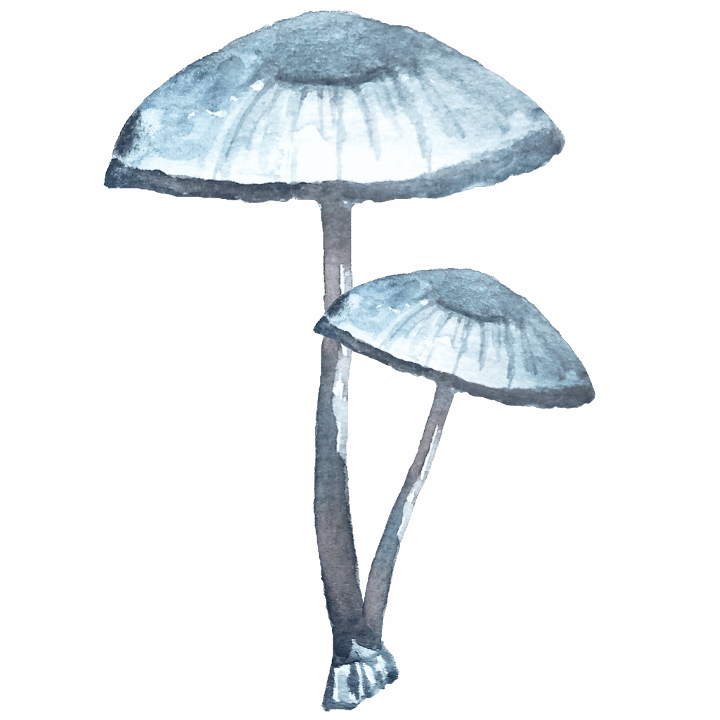 watercolor mushroom 03