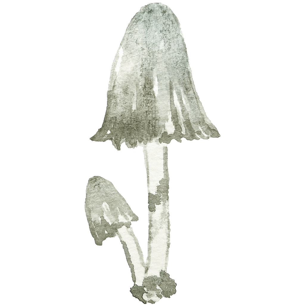watercolor mushroom 02